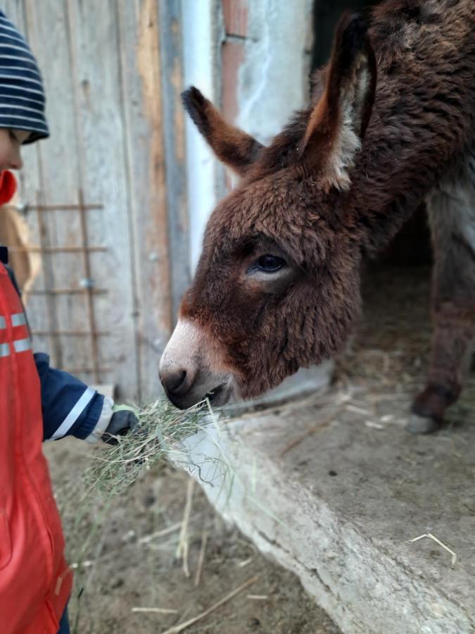 Grainmeisterhof Niederwaldkirchen Eksteriør billede